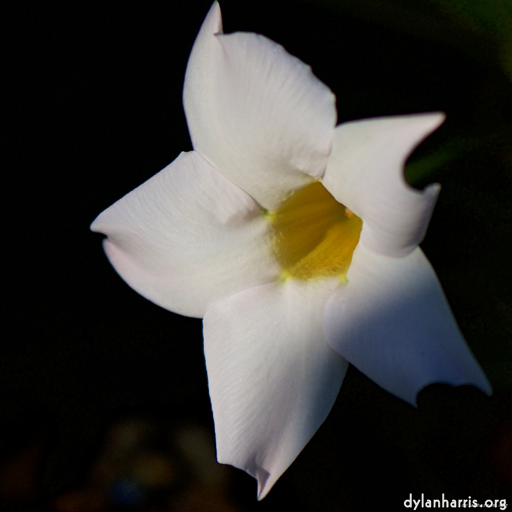 Image: Image 'escher blummen (ic) 4'.