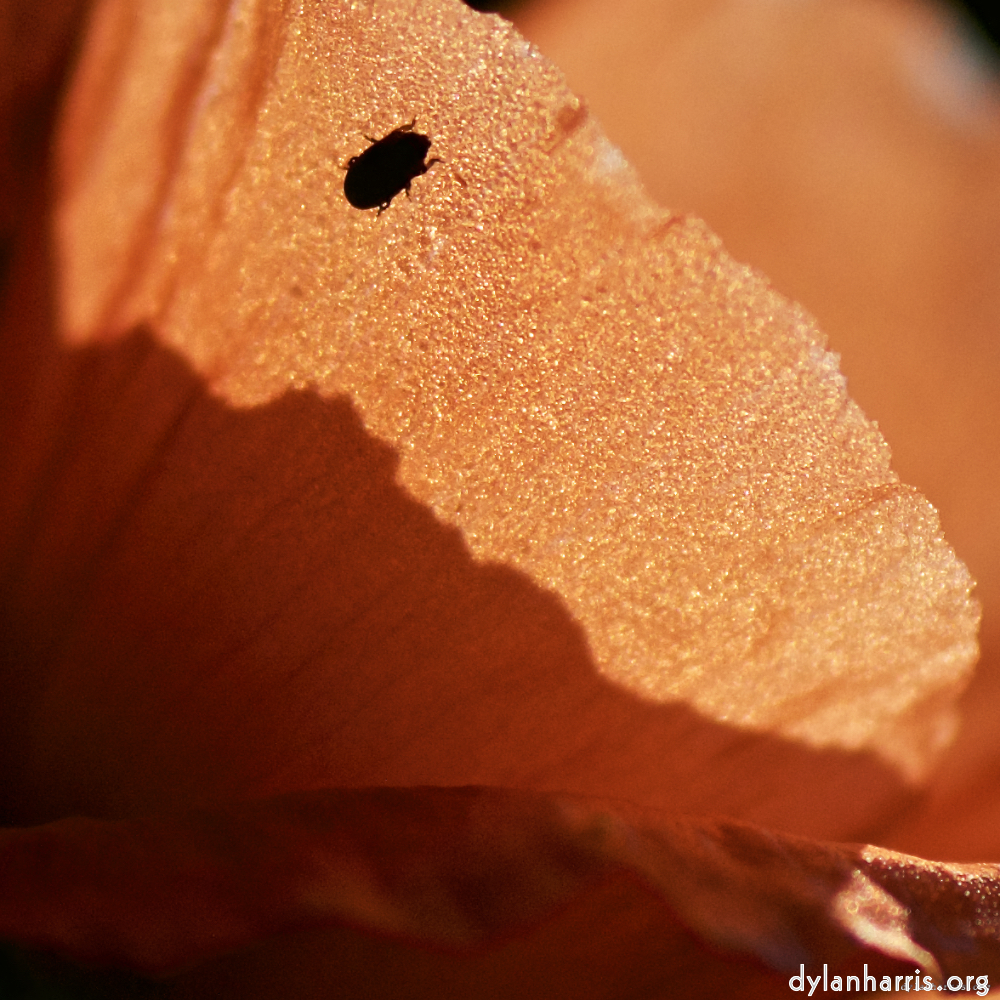 Image: Image 'escher blummen (ic) 5'.