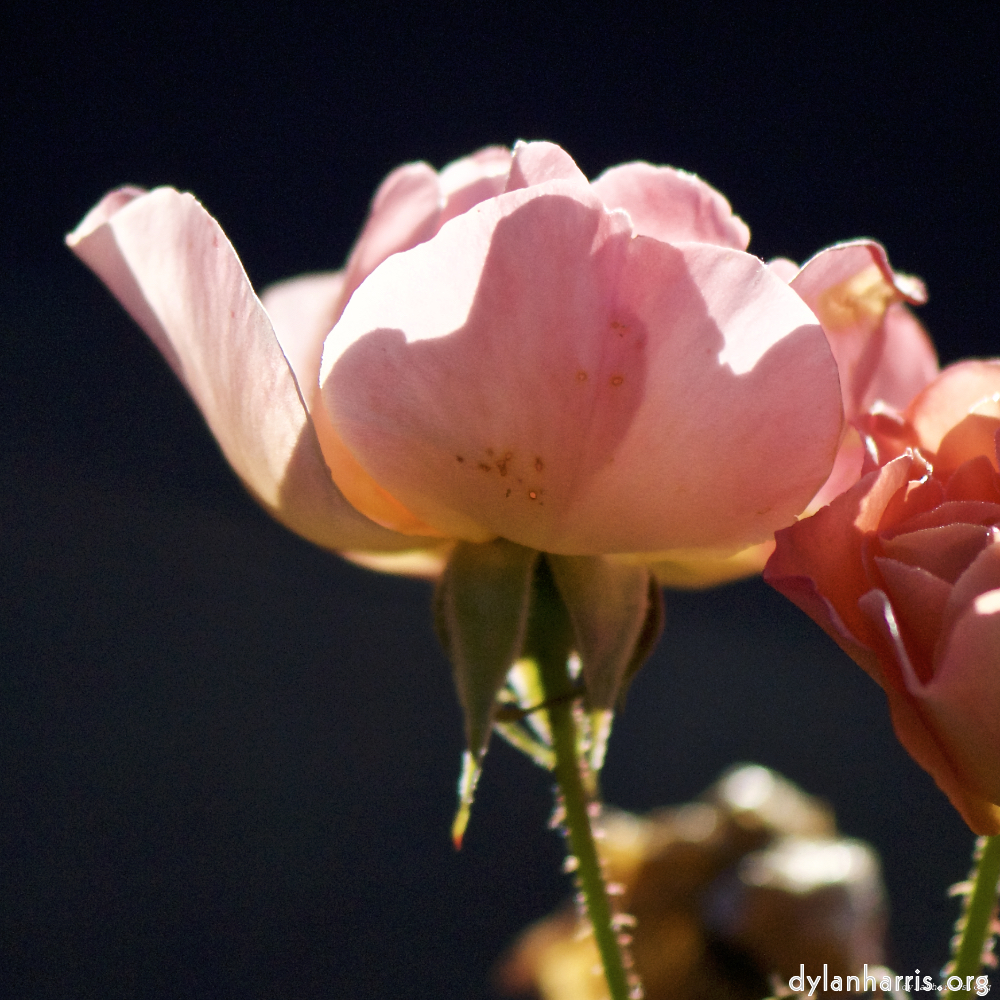 Image: Image 'escher blummen (ic) 6'.