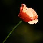 Image: Second image from the photoset 'escher blummen (ic)'.