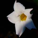 Image: Fourth image from the photoset 'escher blummen (ic)'.