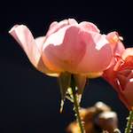 Image: Sixth image from the photoset 'escher blummen (ic)'.