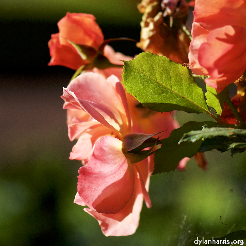 Image: Image 'escher blummen (c) 1'.