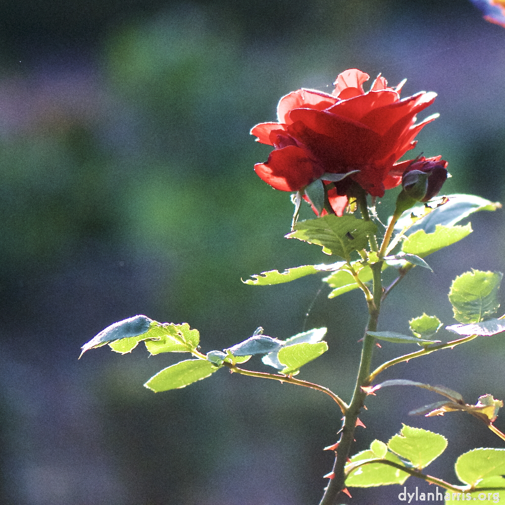 Image: Image 'escher blummen (c) 2'.