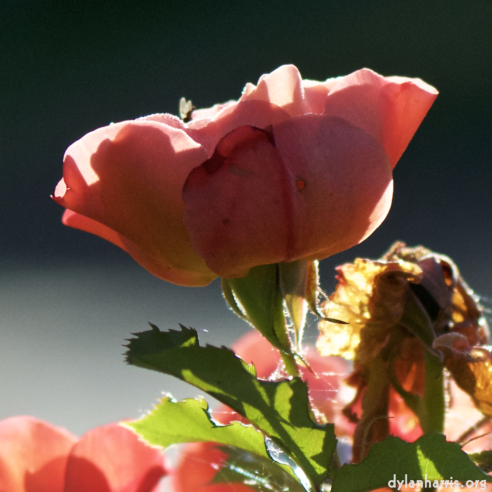 Image: Image 'escher blummen (c) 4'.