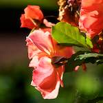 Image: First image from the photoset 'escher blummen (c)'.