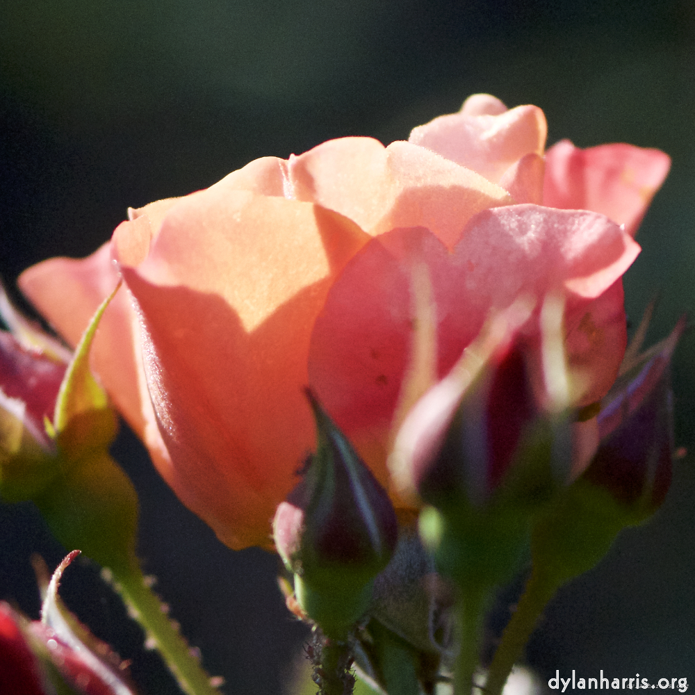 Image: Image 'escher blummen (ci) 1'.