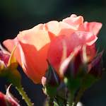 Image: First image from the photoset 'escher blummen (ci)'.