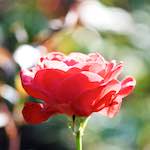 Image: Third image from the photoset 'escher blummen (ci)'.