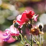 Image: Fourth image from the photoset 'escher blummen (ci)'.