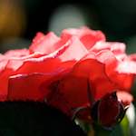 Image: Fifth image from the photoset 'escher blummen (ci)'.