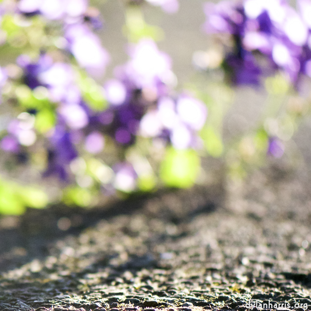 Image: Image 'escher blummen (cii) 5'.