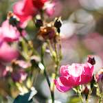 Image: Third image from the photoset 'escher blummen (cii)'.