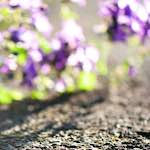 Image: Fifth image from the photoset 'escher blummen (cii)'.