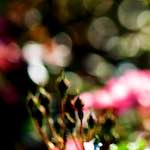 Image: Sixth image from the photoset 'escher blummen (cii)'.