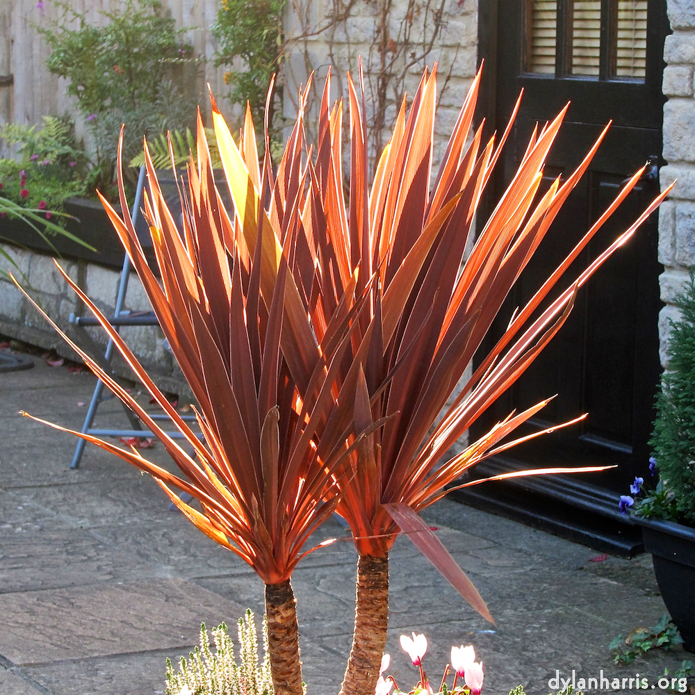 image: This is ‘
flower (xix) 2
’.