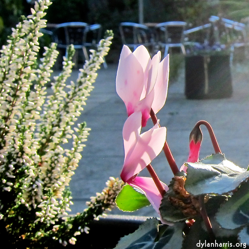 image: This is ‘
flower (xix) 1
’.