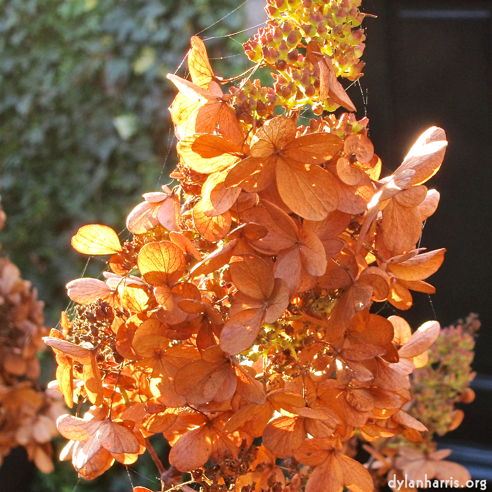 image: This is ‘
flower (xix) 3
’.