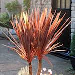 image: Image from the photoset ‘
flower (xix)
’.