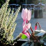 Image: flower (xix) photoset