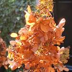 image: Image from the photoset ‘
flower (xix)
’.