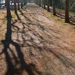 image: Image from the photoset ‘
parc (xxiii)
’.