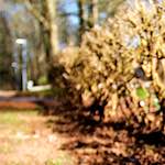 image: Image from the photoset ‘
parc (xxiii)
’.