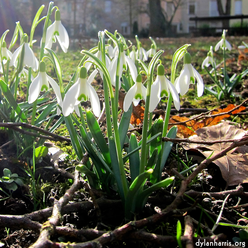 image: Dëst ass ‘escher blummen (cxviii) 1’.