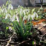 image: Image from the photoset ‘
escher blummen (cxviii)
’.