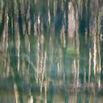 image: Image from the photoset ‘
wood (xxxii)
’.