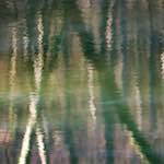 image: Image from the photoset ‘
wood (xxxii)
’.