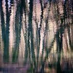 image: Image from the photoset ‘
wood (xxxii)
’.