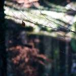 image: Image from the photoset ‘
wood (xxxiii)
’.