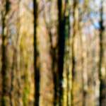 image: Image from the photoset ‘
wood (xxxiii)
’.