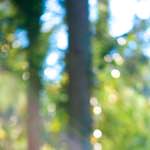 image: Image from the photoset ‘
wood (xxxiii)
’.