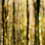 image: Image from the photoset ‘
wood (xxxiii)
’.