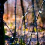 image: Image from the photoset ‘
wood (xxxiii)
’.