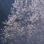 image: Image from the photoset ‘
texture (iv)
’.