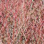 image: Image from the photoset ‘
texture (iv)
’.