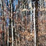 image: Image du photoset ‘terres rouges (viii)’.