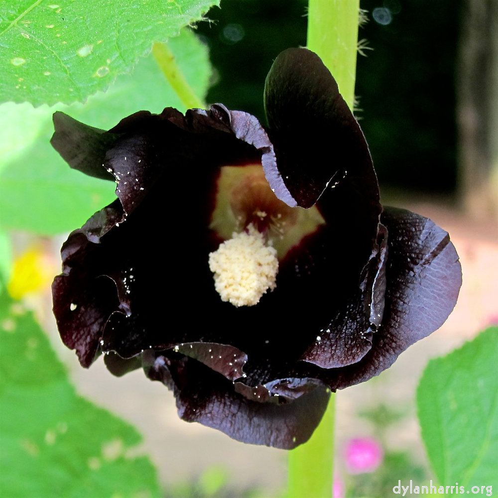 Image: Image 'escher blummen (ciii) 2'.