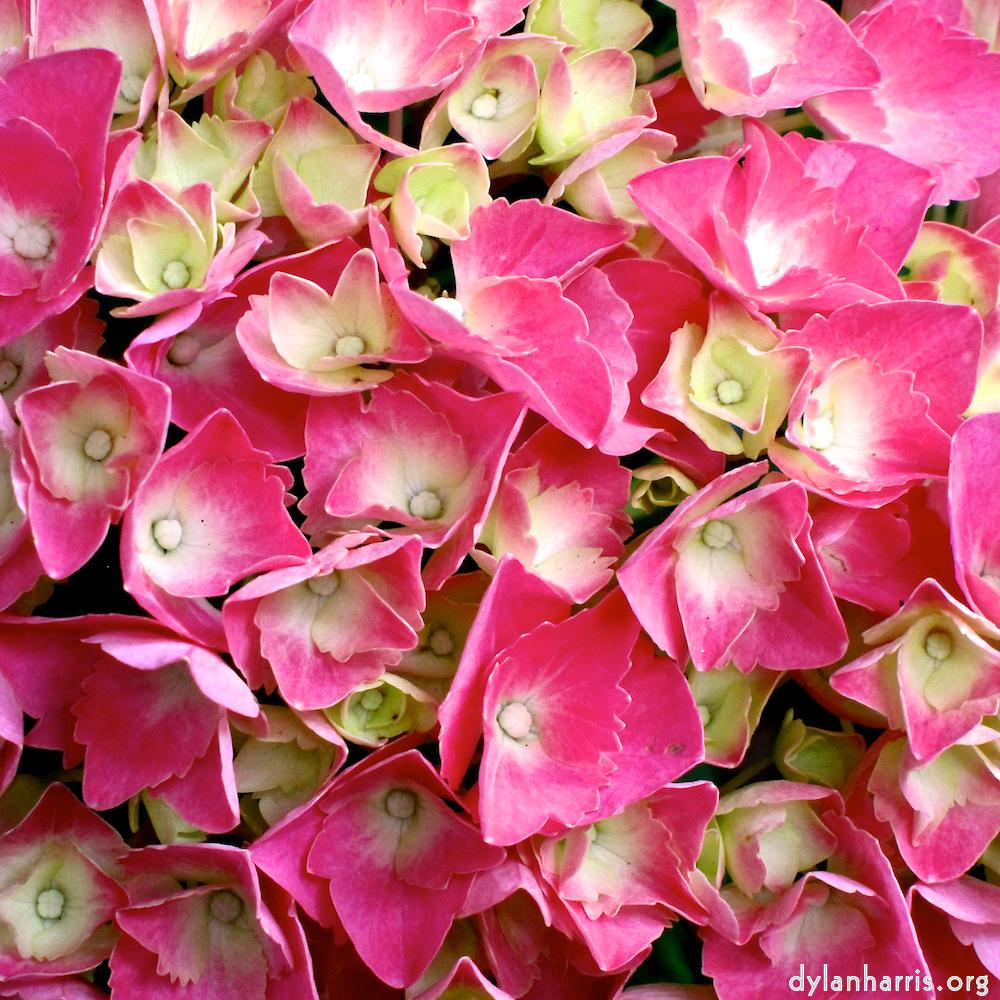 image: This is ‘
escher blummen (ciii) 5
’.