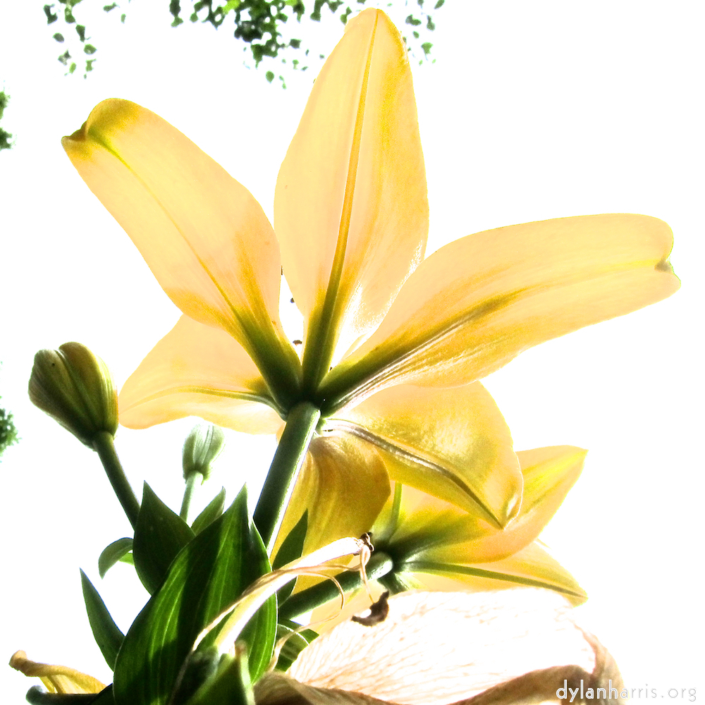 image: This is ‘
escher blummen (ciii) 6
’.