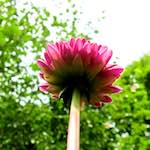 Image: First image from the photoset 'escher blummen (ciii)'.