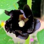 Image: Second image from the photoset 'escher blummen (ciii)'.