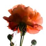 Image: Fourth image from the photoset 'escher blummen (ciii)'.