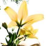 Image: Sixth image from the photoset 'escher blummen (ciii)'.