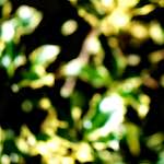 image: Image from the photoset ‘
parc (xxxix)
’.