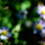 image: Image from the photoset ‘
parc (xxxix)
’.