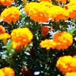 image: Image from the photoset ‘
parc (xxxix)
’.